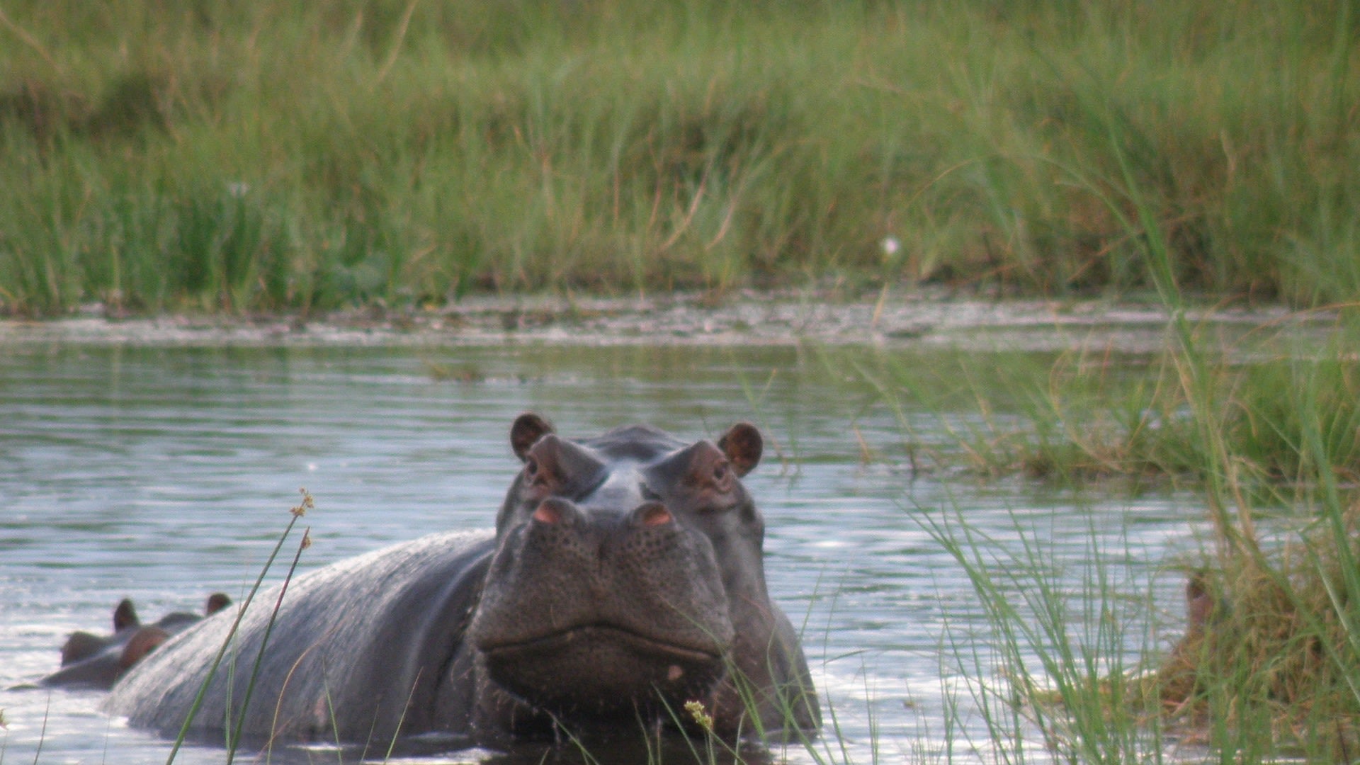 Camping-Safari im wilden Botswana